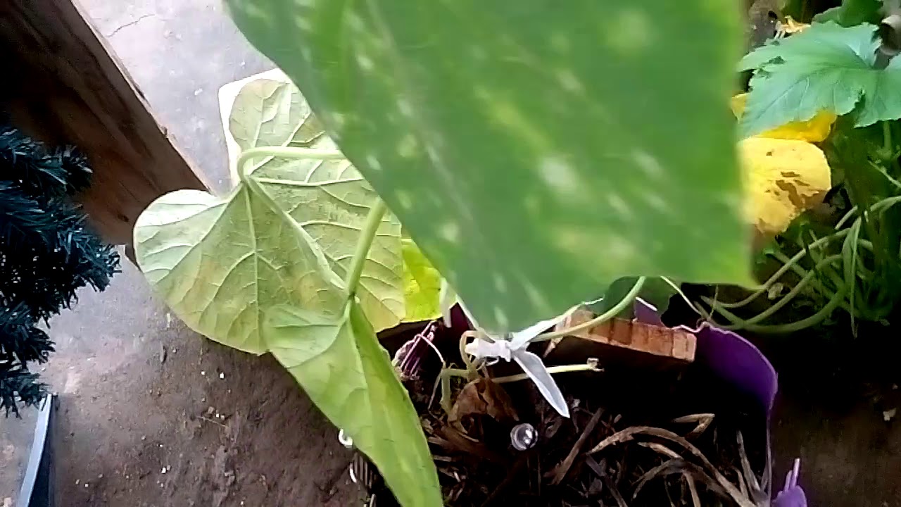 josef stalin Video sobre as plantas