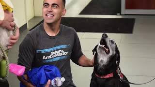 Halloween Spooktacular Subaru Loves Pets Event | Berman Subaru of Chicago
