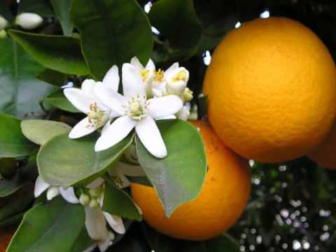 شاديه طاب واستوى وتحياتى محمود صابر الخطيب