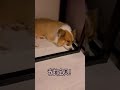 柯基睡覺Corgi Sleeping 柯基睡覺Corgi Sleeping