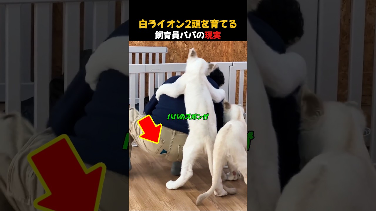 Raising Two White Lion Cubs | The Reality of Being a Zookeeper Dad