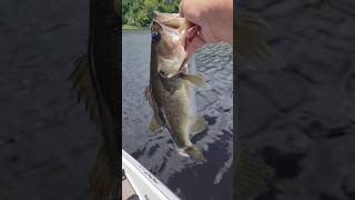 The BEST Fishing Lure You Can’t Find Anywhere!