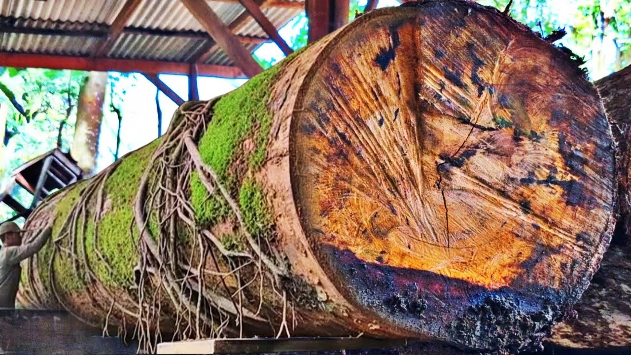 The discovery of a giant ancient piece of wood that is being fought over by collectors at a sawmill 