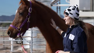 Teaching Herds Provide Hands-on Veterinary Experience