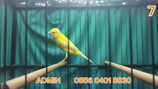 Download Lagu MATERI YSRASMI, F1YS, F1YS, F2SF, F1RASMI  !!!   MONGGO DI GAS BOS Q MP3