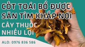Cốt toái bổ - vị thuốc quý được “săn lùng” vì công dụng tuyệt vời