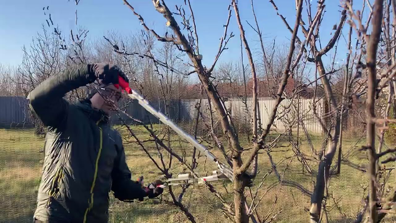 Szilva katlan fa metszés 2021 március