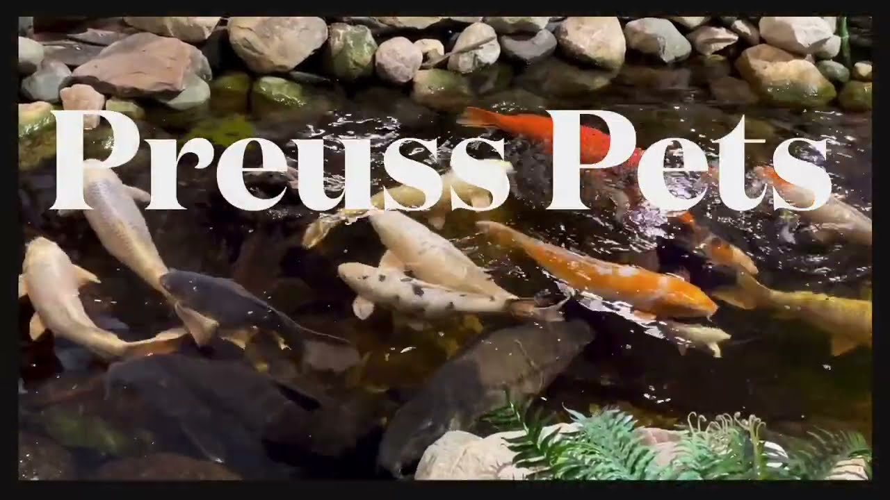 Discover Lansing's Hidden Gem: Exotic Pets Galore at Preuss Pets! 🐍🦎 | Unique Store