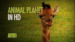 Animal Planet HD UK - Coming Soon Advert 1080p - 2012