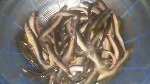 Cách sơ chế chạch sạch hết nhớt tươi ngon không bị tanh!