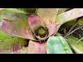 Gardening with Gabriel - Harvesting fruit from Aechmea fasciata