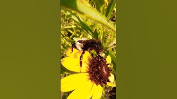 😁 Watch What This Bee Does! #bumblebee #insect #entertaining #lol #cute #bee #nature #shorts