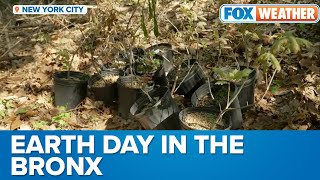 Planting Trees In The Bronx For The Betterment Of The Planet