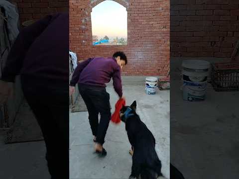 بولا كانت هتعضني ونا بشرسها