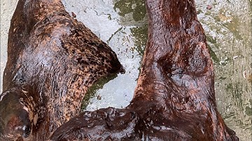 GL 2 cục cẩm chỉ krôngpa đặc tịt tinh lõi 24kg bác nào vào vc lh 0338918991 thương gỗ quý