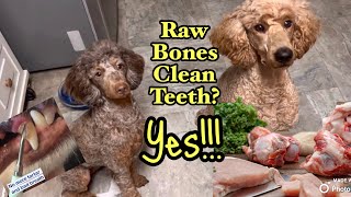 Raw Bones for Your Dog: 8 things you NEED to know with a Canine Nutritionist by PadFootPoms Poodles and Pals 266 views 6 months ago 5 minutes, 22 seconds