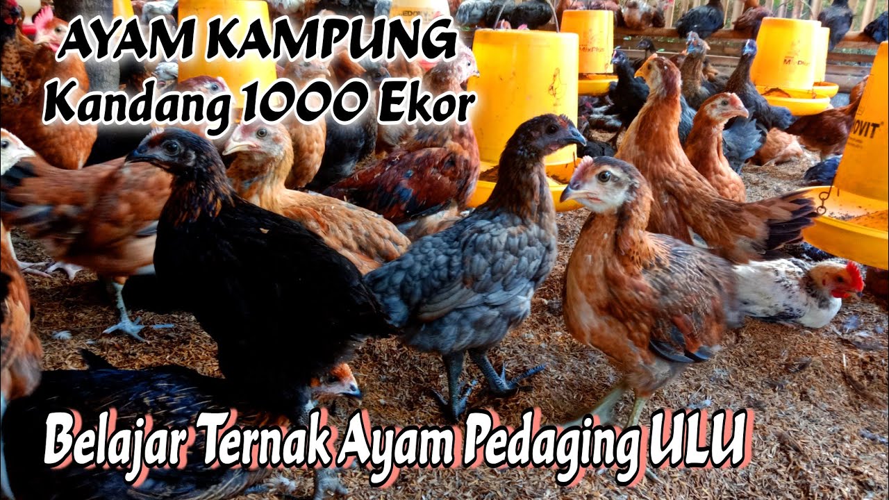 Pedaging Peternakan Ayam Pedaging AYAM ULU Cileungsi Bogor - YouTube