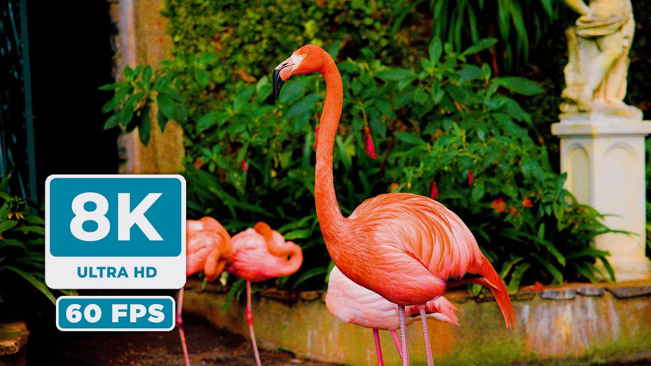 Real 8K HDR 60FPS: Красивые животные и пейзажи (Без повторов)