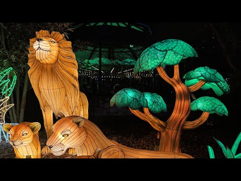Zoo Lights Dc