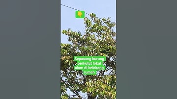 burung perkutut lokal alam #burung #fajarhobiburung #kicaumania #kungmania #perkutut #birds