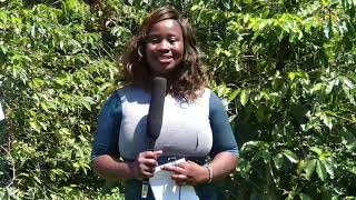 How To Know and Control Pest and diseases Associated with Coffee Farming Part One