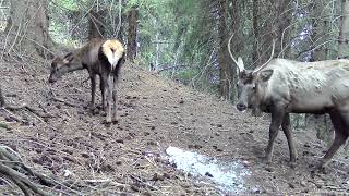 видео: Марал на привале. Фото-ловушка октябрь 2025 картинка: Марал на привале. Фото-ловушка октябрь 2025