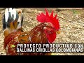 Proyecto productivo con gallinas criollas Colombianas - TvAgro por Juan Gonzalo Angel Restrepo