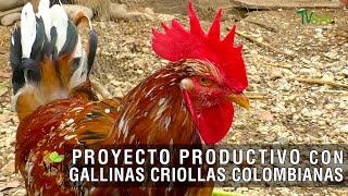 Proyecto productivo con gallinas criollas Colombianas - TvAgro por Juan Gonzalo Angel Restrepo