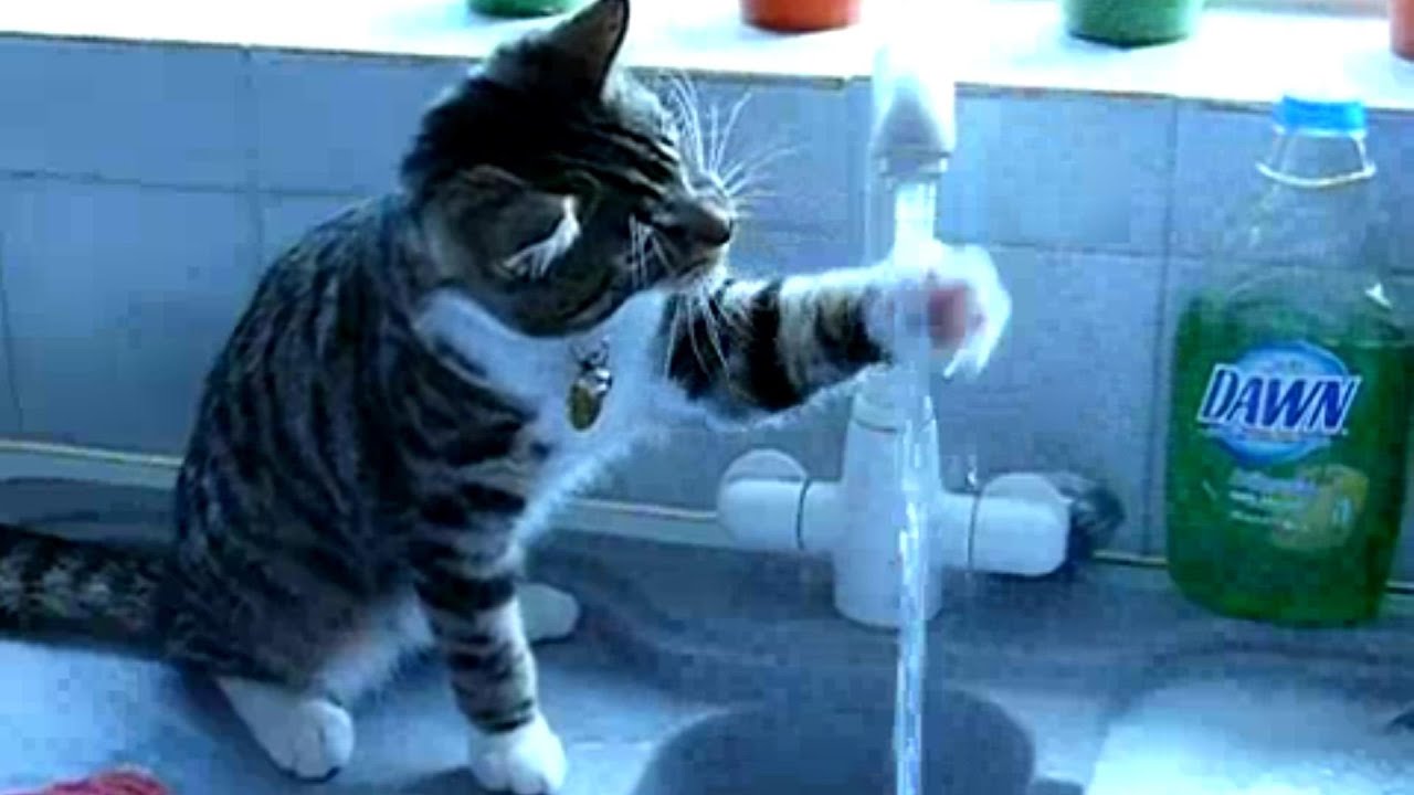 Funny Cats Drinking Water From Sink Compilation || AHF [HD] - YouTube