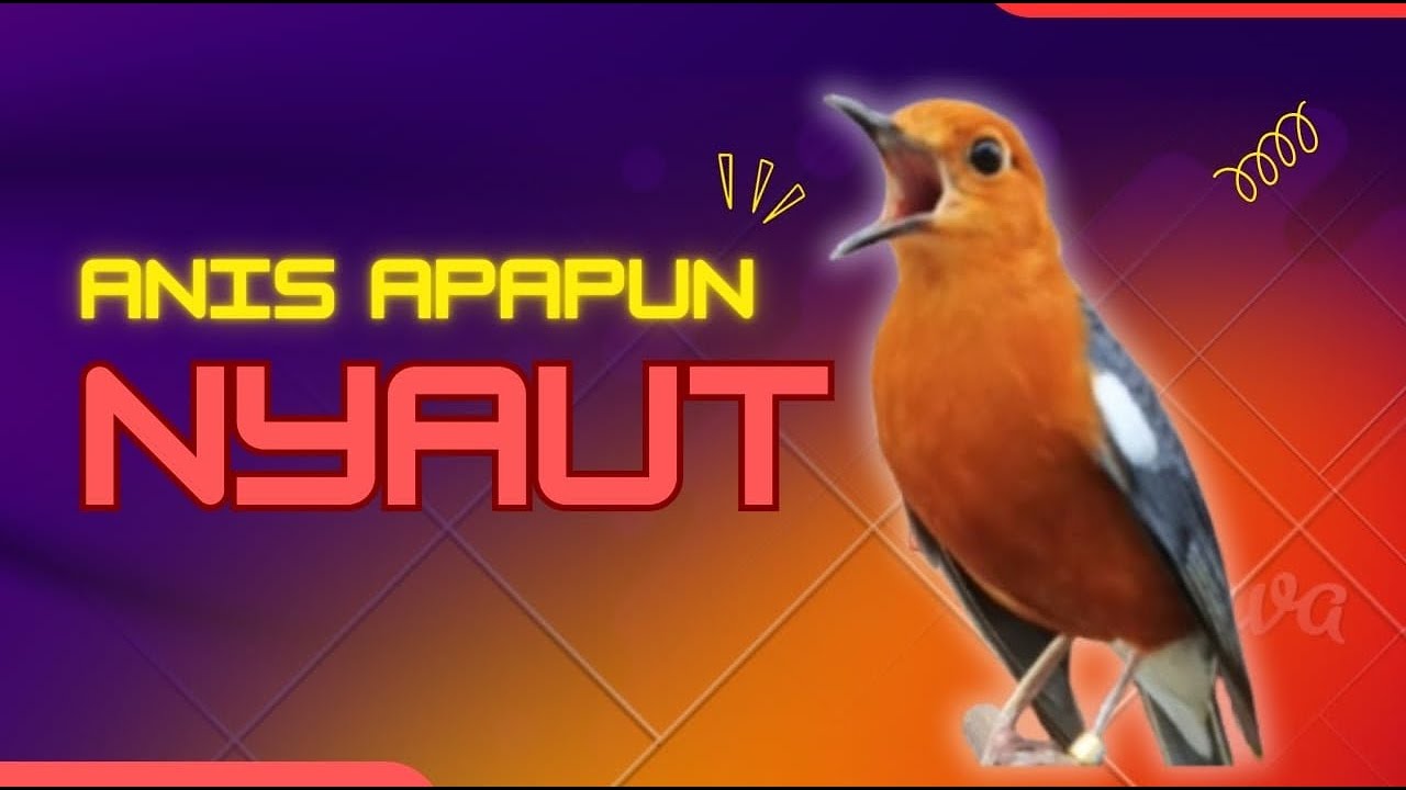 CEPAT RESPON! 1000% efektif buat pancingan Anis merah bisu macet total biar bunyi kembali | 37