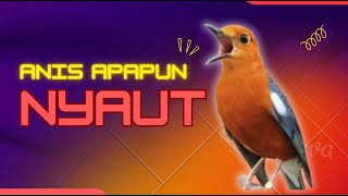 Download Lagu CEPAT RESPON! 1000% efektif buat pancingan Anis merah bisu macet total biar bunyi kembali | 37 MP3