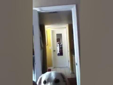 My dog jumping for a treat!!!! - YouTube