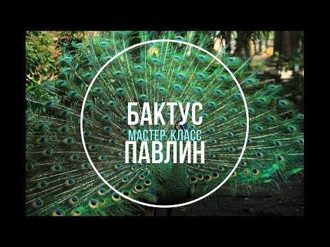 Видео: Сказочный бактус Павлин | Мастер класс | Crochet shawl