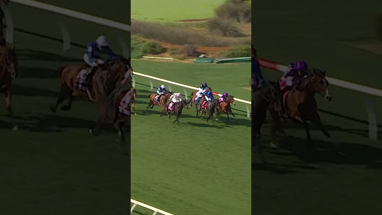 ЭТИЧЕСКИЙ БРИЛЛИАНТ Потрясает на арене Кубка заводчиков!