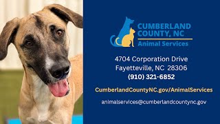Help Cumberland County Animal Services