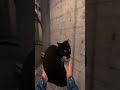 🔥 ESCAPING LUVA DE PEDREIRO TO PROTECT MAXWELL 😱🐱 (INTENSE CHASE!) #gmod #garrysmod