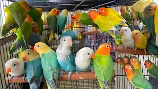 Lovebirds Breeding Setup In Gulistan E Johar