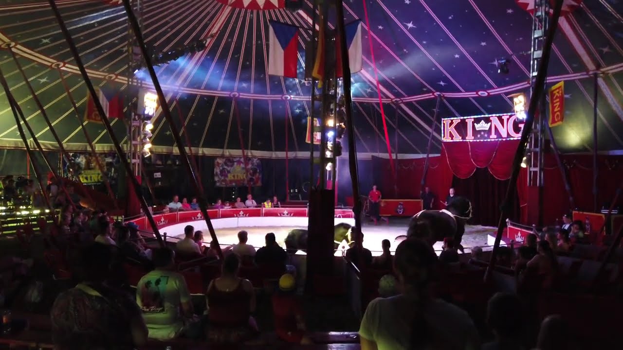 CIRKUS KING