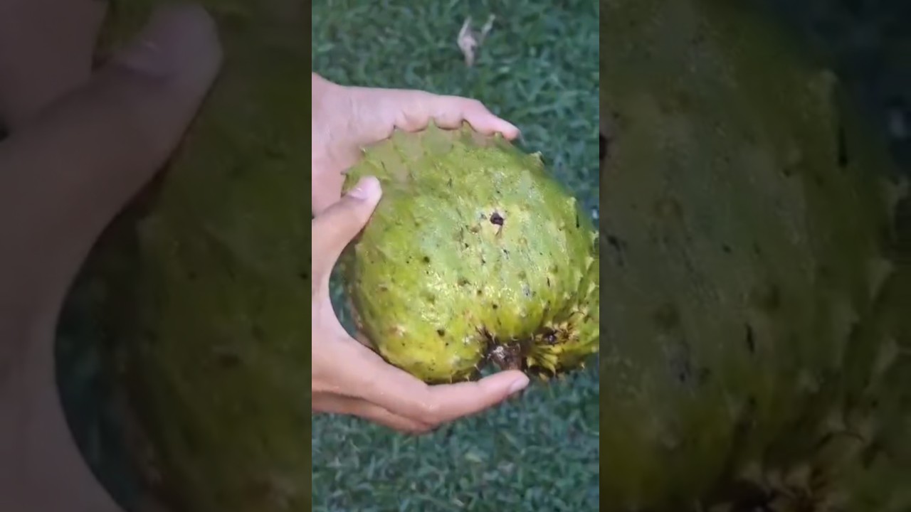 Soursop fruit...😊❤️ 