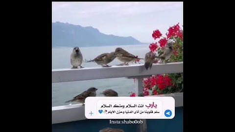 حالات واتساب دينية / من سورة يس