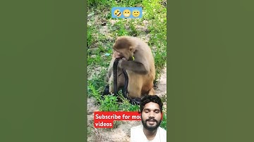 #monkey #snake #snakevideo #fun #funny #funnyanimals #funnymemes #monkey vs snake #ytshorts