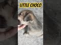 Little Choco #shorts #doglover