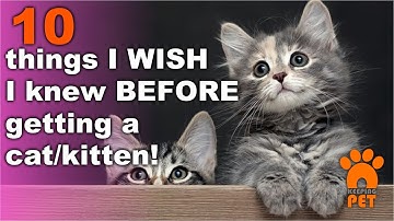 10 things I WISH I knew BEFORE getting a cat/kitten!