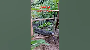 افضل فخ لصيد الافاعي اشترك في القناة ليوصلك كلشي 