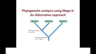 Phylogenetic analysis using Mega X: An alternative approach