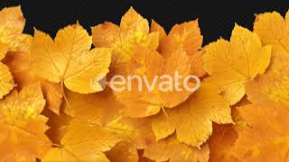 Autumn Leaves Transitions | Motion Graphics - Envato elements
