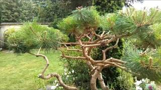 Le charme d'Adam - D'INSPIRATION JAPONAISE - Pin en nuages