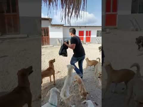 Dándoles este Premio a mis Perritos , me hicieron caer