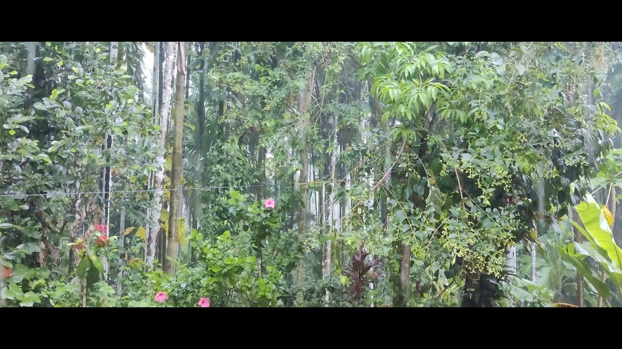 Beautiful rain raining scene 🌧️🌧️ ... #kerala - YouTube