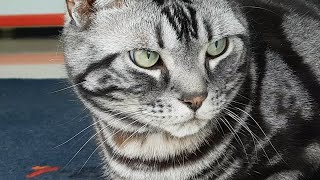 편의점 입구에 얌전히 앉아 있는 옥색 눈동자 검은 줄무늬 고양이